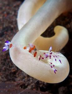 Chilled shrimp. Tulamben, Bali by Doug Anderson 